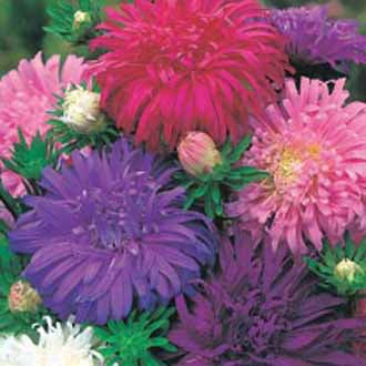 ASTER Ostrich Plume Mixed
