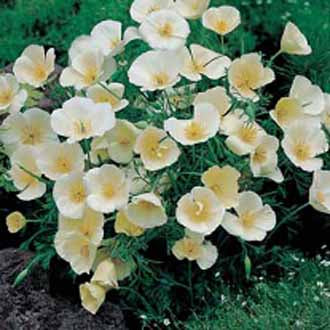 CALIFORNIA POPPY Ivory Castle