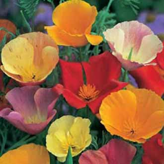CALIFORNIA POPPY Single Mixed