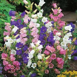 CANTERBURY BELLS Cottage Mixed