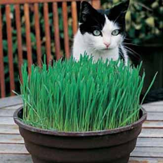 CAT GRASS Avena sativa