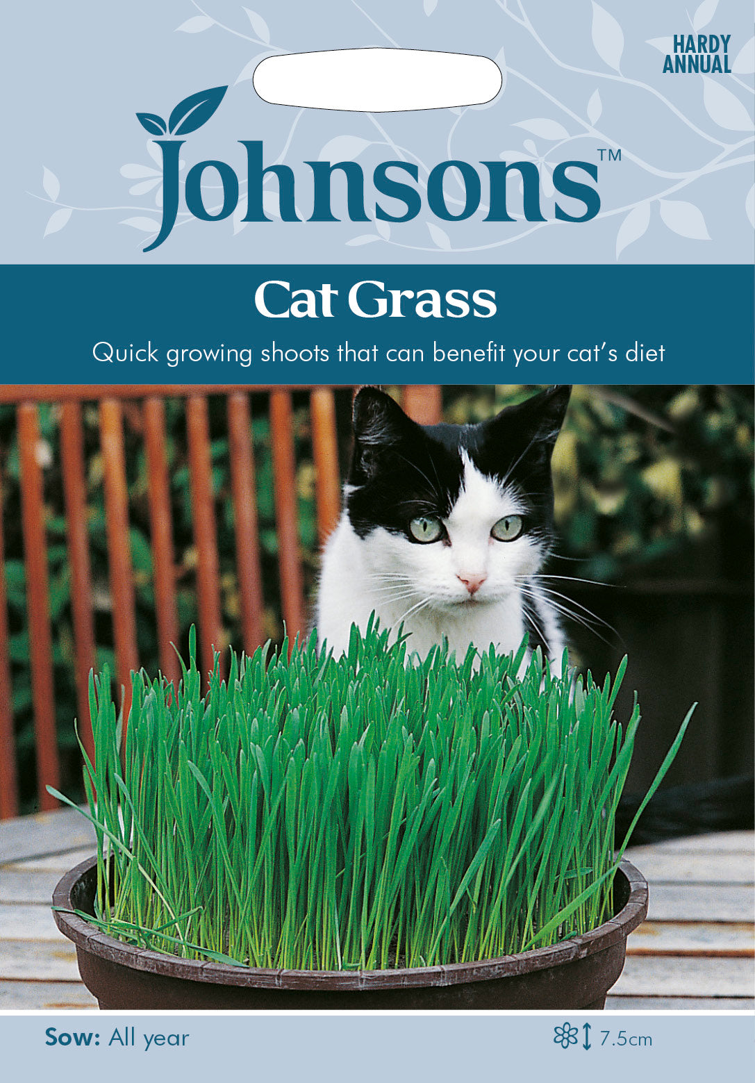CAT GRASS Avena sativa