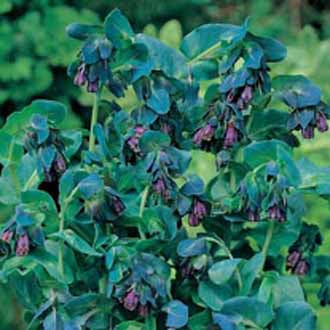 CERINTHE major purpurascens