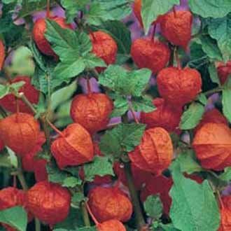 CHINESE LANTERNS Physalis