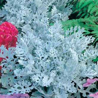 CINERARIA Silver Dust