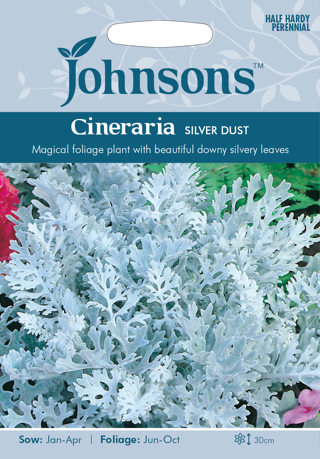 CINERARIA Silver Dust