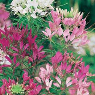 CLEOME Colour Fountain Mixed
