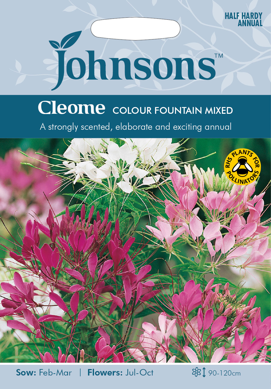 CLEOME Colour Fountain Mixed