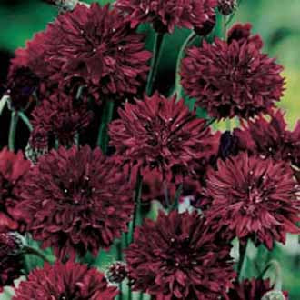 CORNFLOWER Double Black