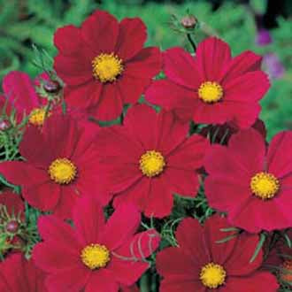 COSMOS Gazebo Red