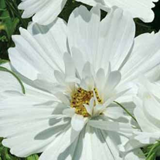 COSMOS Psyche White