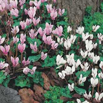 CYCLAMEN Hardy Mixed hederifolium