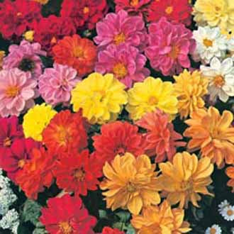 DAHLIA Dwarf Double Mixed