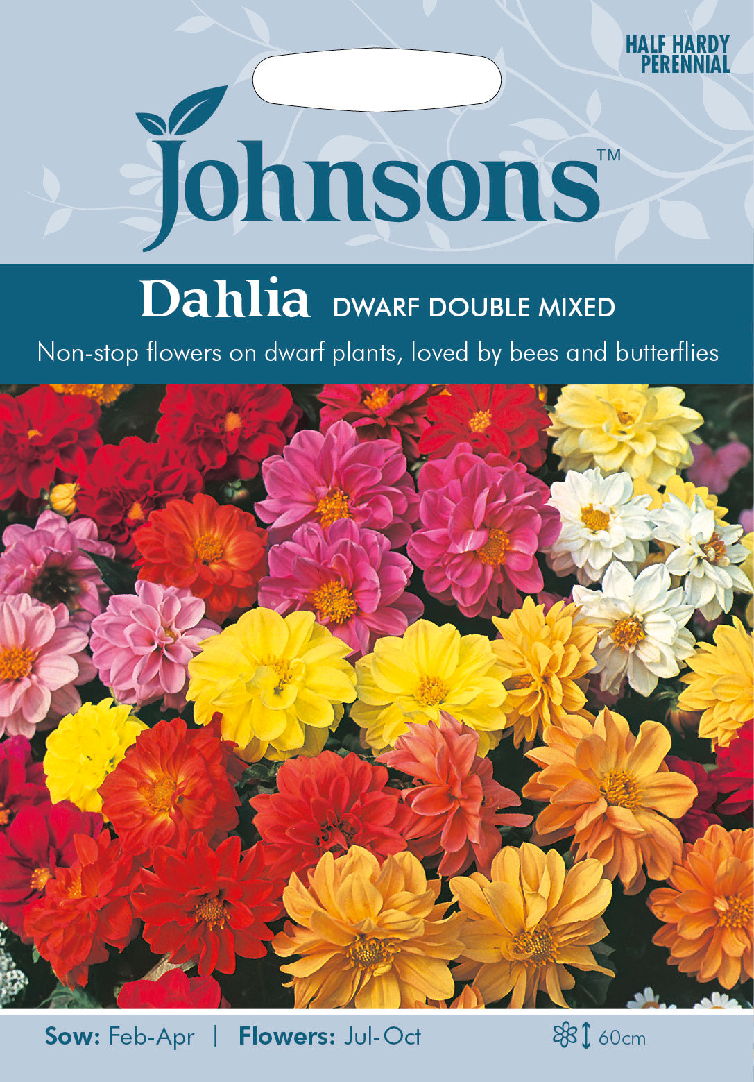DAHLIA Dwarf Double Mixed