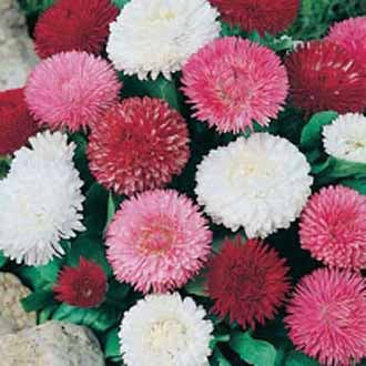 DAISY Enorma Double Mixed