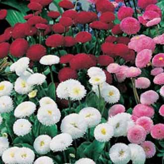 DAISY Pomponette Mixed