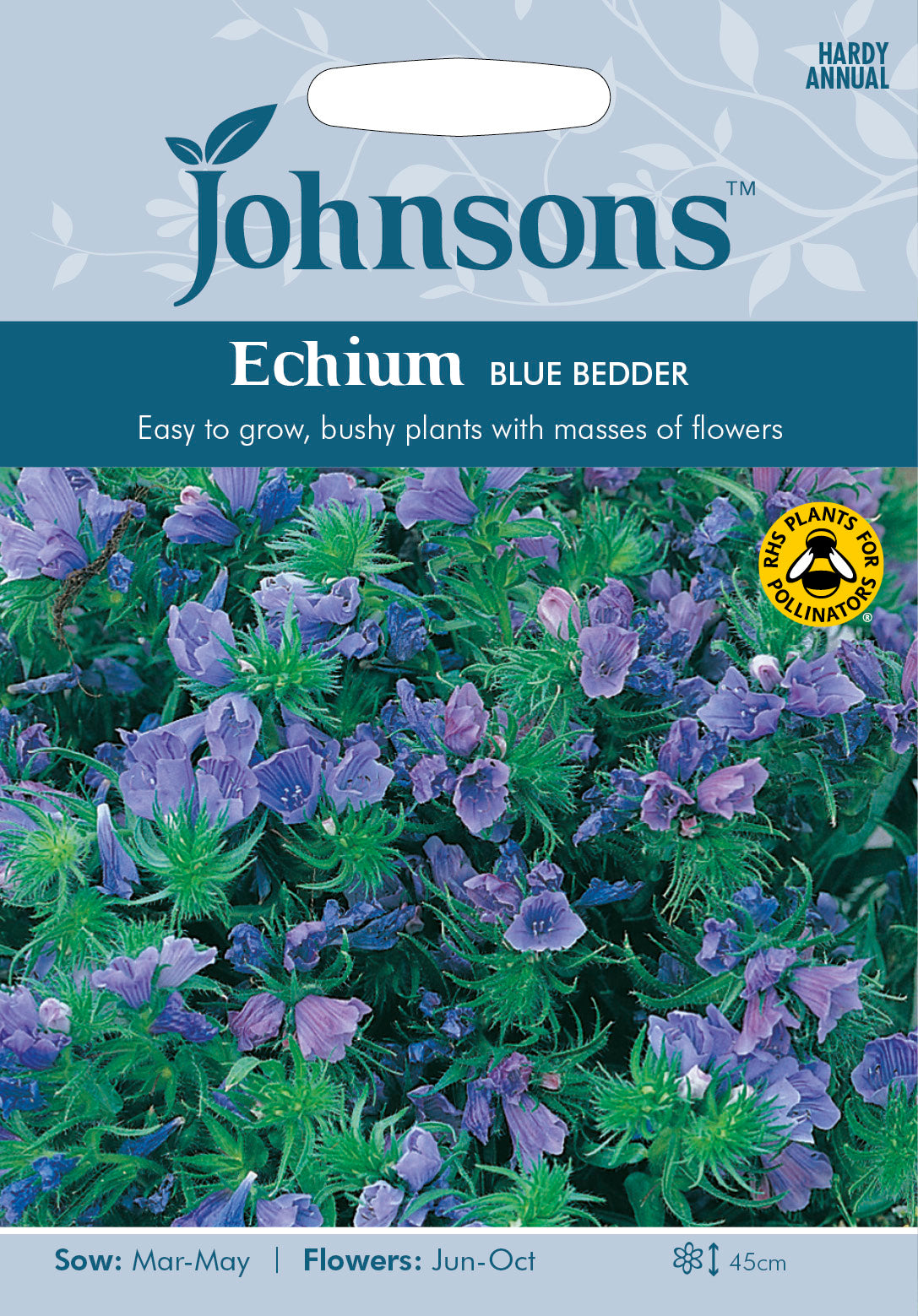 ECHIUM Blue Bedder