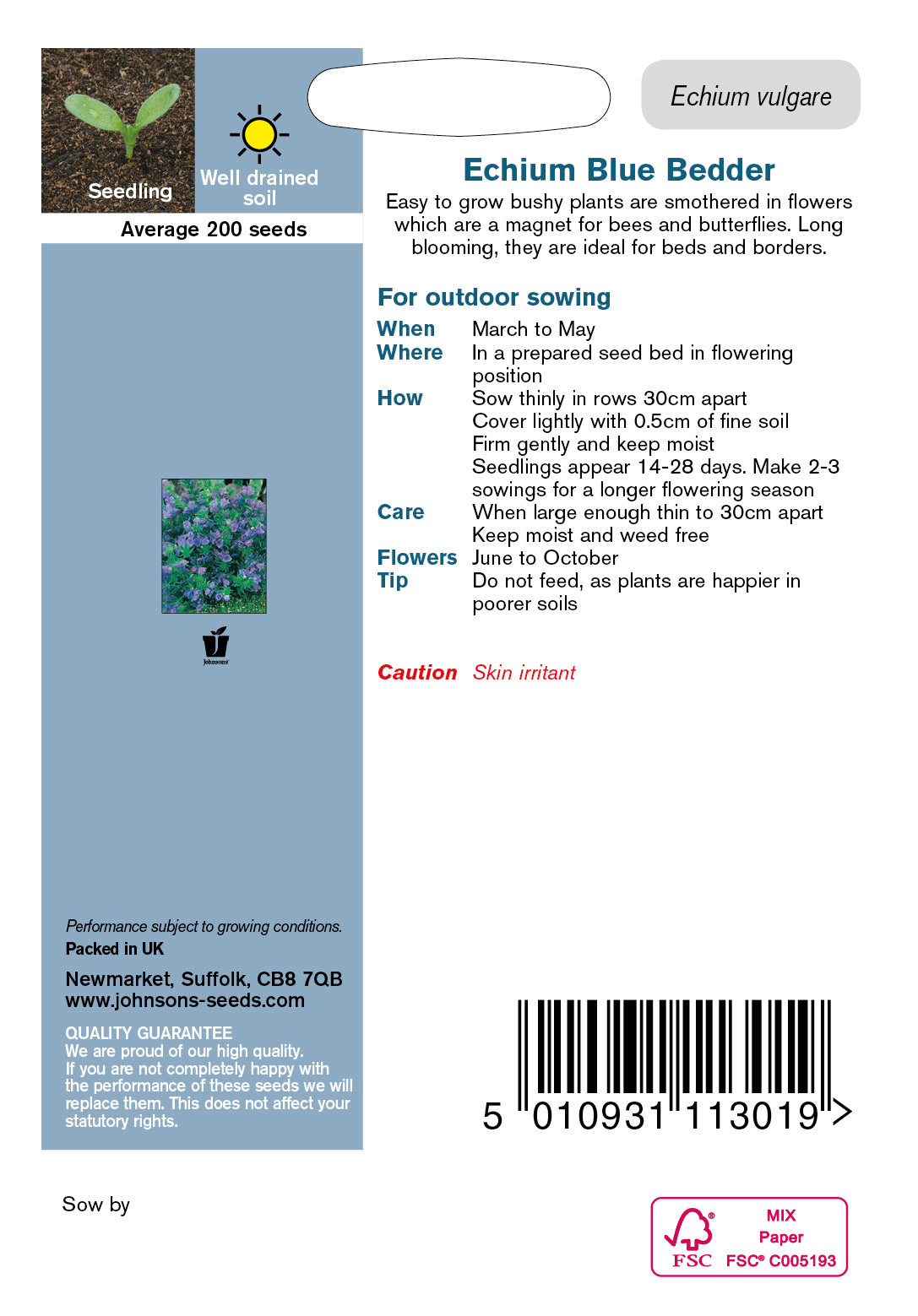 ECHIUM Blue Bedder