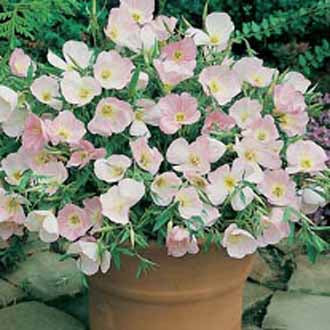EVENING PRIMROSE Silky Orchid