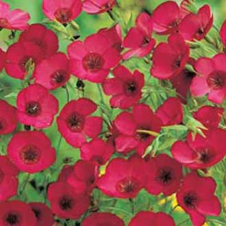 FLAX Scarlet Linum