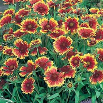 GAILLARDIA Goblin
