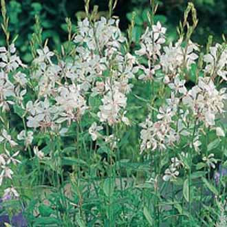 GAURA The Bride