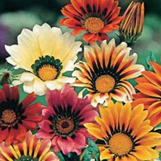 GAZANIA Sunshine Mixed