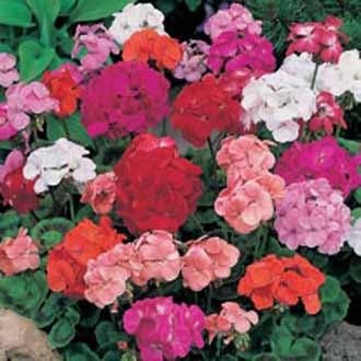 GERANIUM Special Mop Head Mixed F1