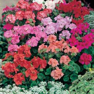GERANIUM Special Multiflora Mixed F1