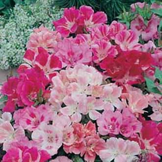 GODETIA Dwarf Jewel Mixed