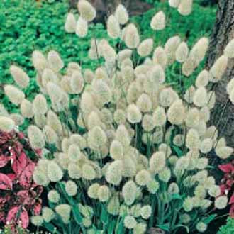 GRASS Bunny Tails Lagurus