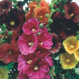 HOLLYHOCK Giant Single Mixed