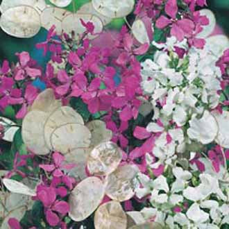 HONESTY Purple and White