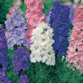 LARKSPUR Dwarf Hyacinth Flowered Mixed