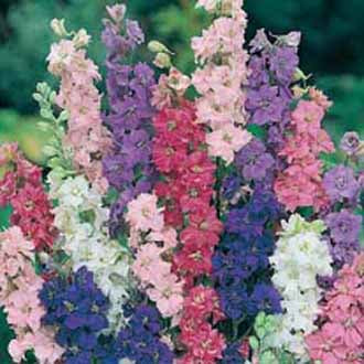LARKSPUR Giant Imperial Mixed