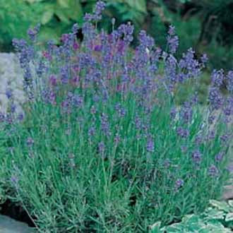 LAVENDER Munstead