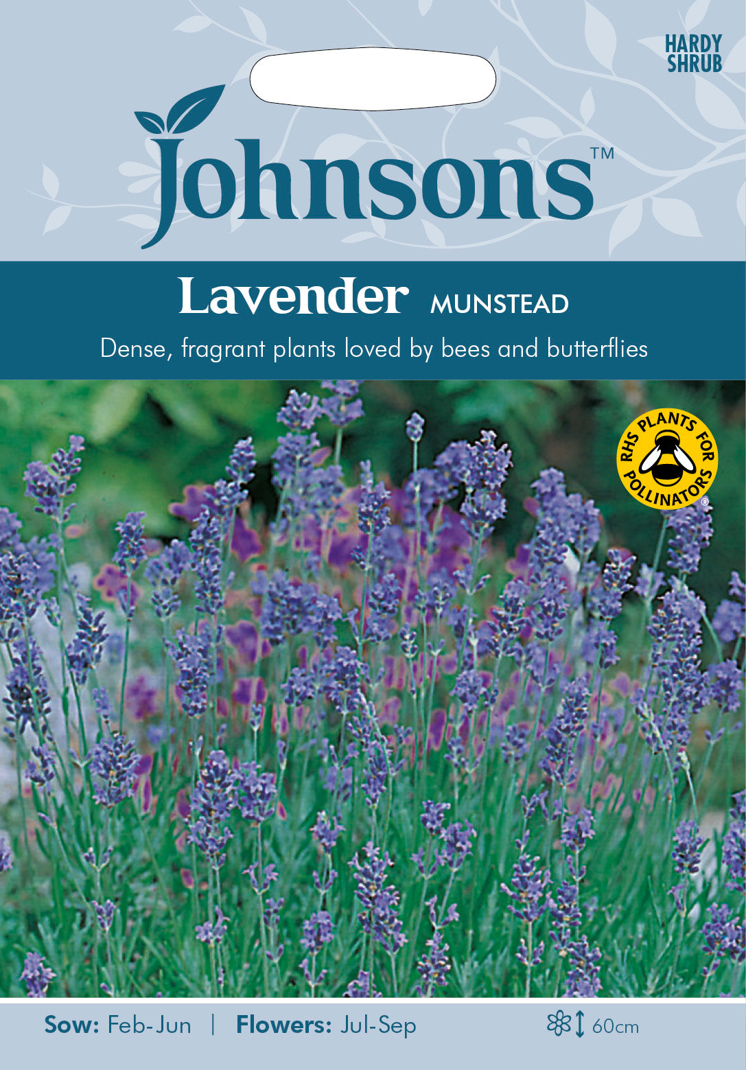 LAVENDER Munstead