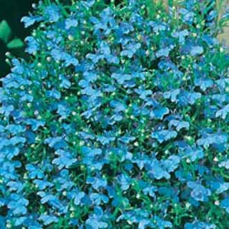 LOBELIA Cambridge Blue