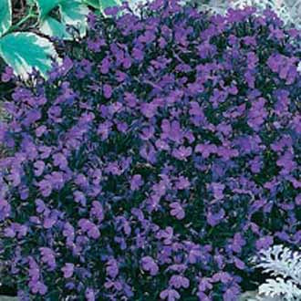 LOBELIA Crystal Palace
