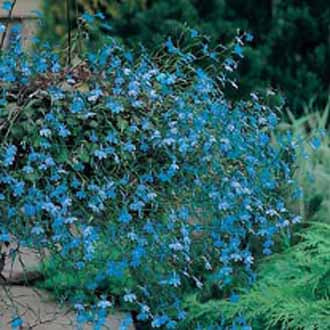 LOBELIA (Trailing) Blue Cascade