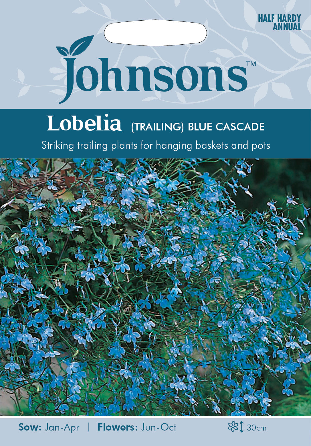 LOBELIA (Trailing) Blue Cascade