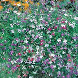LOBELIA (Trailing) Colour Cascade Mixed
