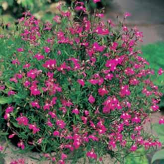 LOBELIA (Trailing) Red Cascade