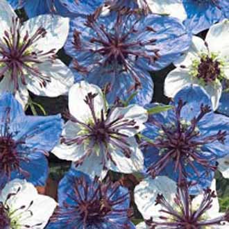 NIGELLA Musical Prelude