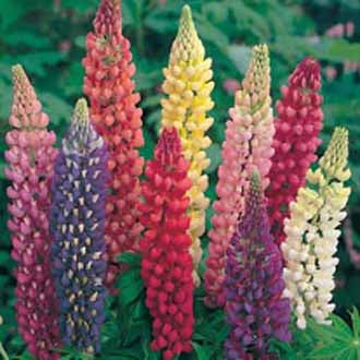 LUPIN Russell Mixed