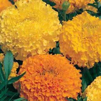 MARIGOLD (African) Double Mixed