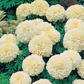 MARIGOLD (African) Vanilla F1