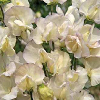 SWEET PEA Old Times