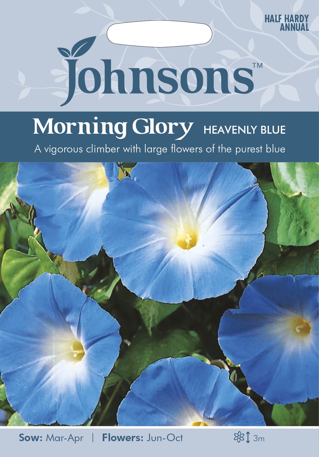 MORNING GLORY Heavenly Blue