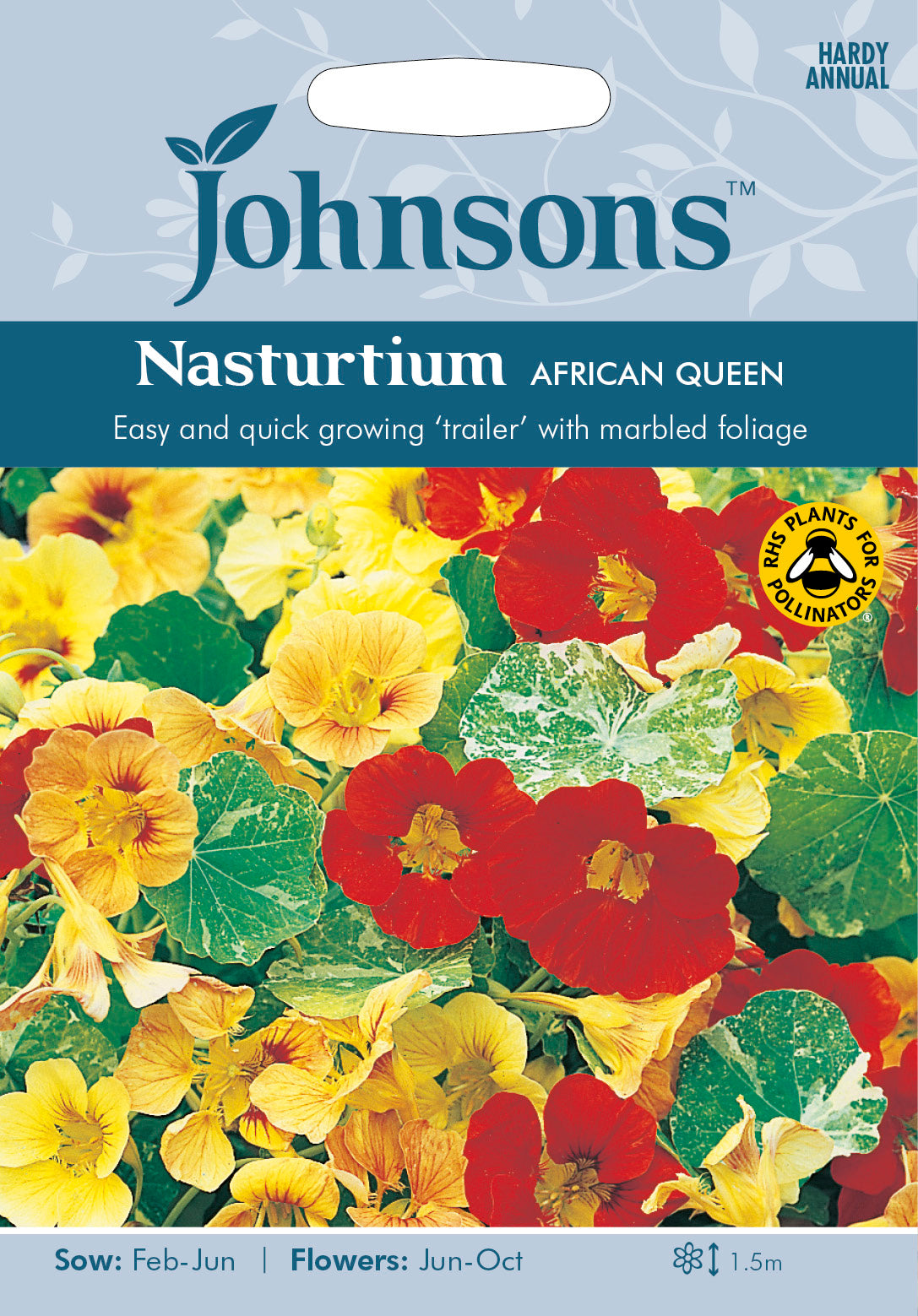 NASTURTIUM African Queen